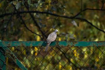 Spotted dove on a green metal fence with blurry green and yellow foliage in the background.