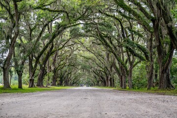 wormsloe historic site, georgia