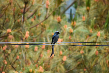 Ashy drongo bird with a long tail perched on electrical wires.