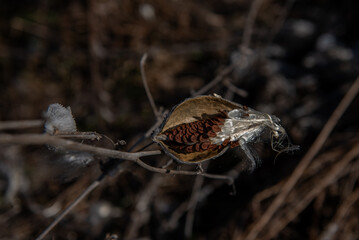 milkweed, butterfly flower, silkweed, silky swallow-wort. Seeds emerging from a follicle. Pappus of...