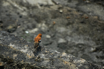 Eurasian tree sparrow perched on mossy rocks, natural habitat background.