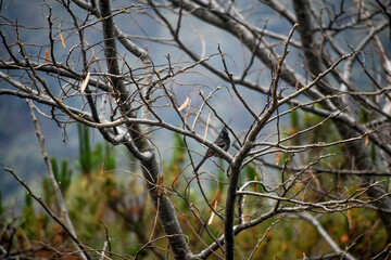 Brown bird perched on a bare tree branch, surrounded by nature.
