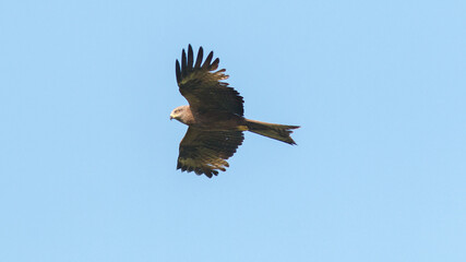 eagle in flight