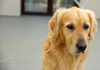 pies golden