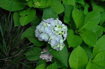 hydrangea with pink