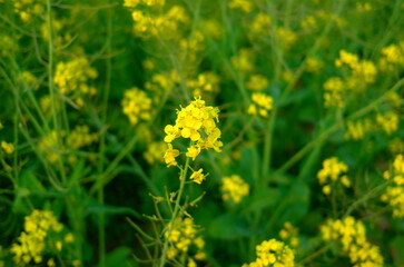 rape flower