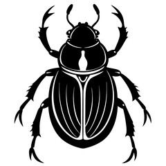 colorado potato beetle