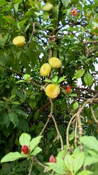 The Pereskia bleo tree or wax rose flower is a medicinal plant originating from South America.