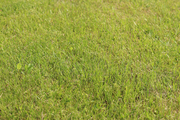 Green grass on the lawn. Grass with selective focus. Nature background. Meadow with trimmed grass. Summer background. Trimmed vegetation on the lawn