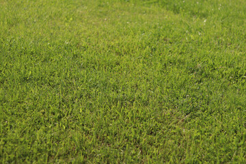 Green grass on the lawn. Grass with selective focus. Nature background. Meadow with trimmed grass. Summer background. Trimmed vegetation on the lawn