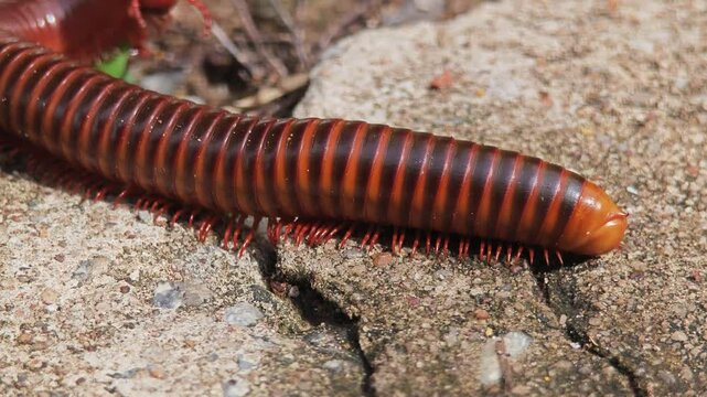 A millipede walk on the ground.