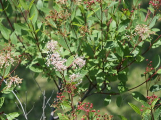 公園に植えられているセアノサス・マリーサイモン