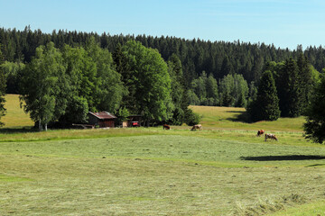 Rural summer landscape with grazing cows and hayfield in forest area
