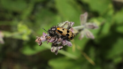 bug 