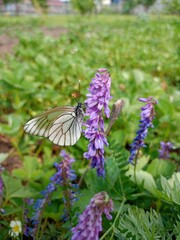 butterfly on flower