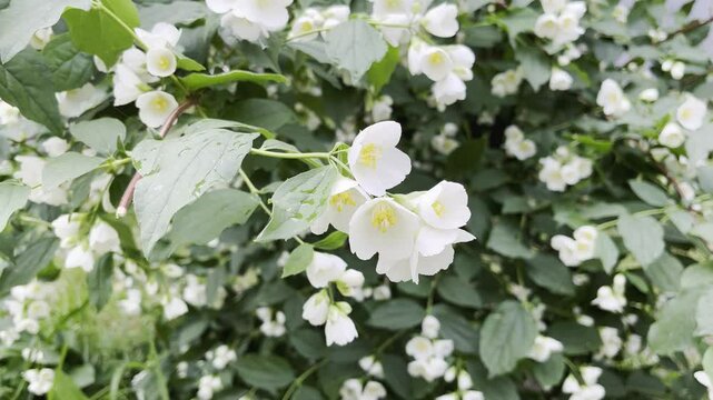 Close-up of a blooming jasmine with white flowers and green leaves	
