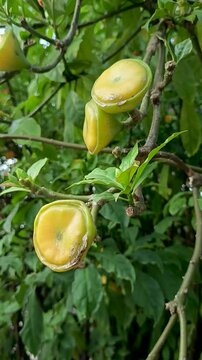 The Pereskia bleo tree or wax rose flower is a medicinal plant originating from South America.