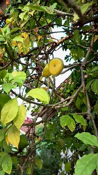 The Pereskia bleo tree or wax rose flower is a medicinal plant originating from South America.