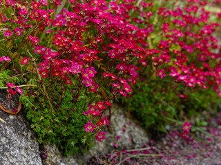 Saxifraga arendsii is a perennial evergreen herbaceous plant