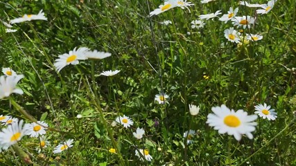 White oxeye daisies blooming among vibrant green grass and wildflowers, creating serene summer landscape with natural beauty and peaceful countryside charm