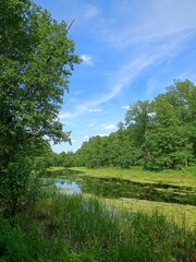 lake in the forest