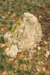 stone and fallen autumn leaves