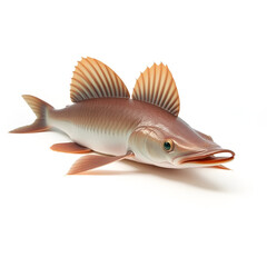 Obraz premium African lungfish resting with long pectoral fins extended on clean white background