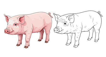 Fototapeta premium Asian Pig Coloring Page with Detailed Colored and Clear Outline Piglet Illustration for Kids