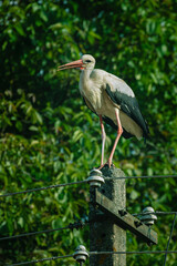 White Stork Perched on a Power Pole Against a Background of Green Tree Leaves