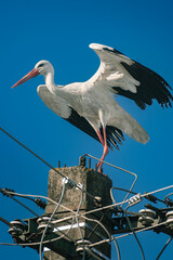 White stork perched on an electricity pole with its wings spread against a clear blue sky.