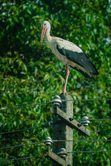 White Stork Perched on a Power Pole Against a Background of Green Tree Leaves