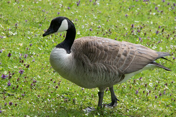 Kanadagans auf Rasen