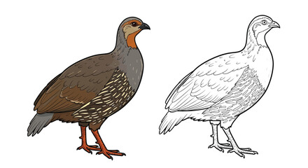 Fototapeta premium Grey Francolin Coloring Page Featuring Full Color and Outline Bird Illustration