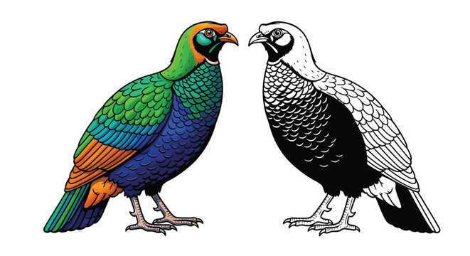 Himalayan Monal Coloring Page with Colored and Outline Bird Pair for Nature Lovers