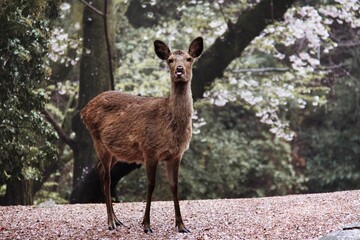 un cervo sull'isola di Miyajima in Giappone 