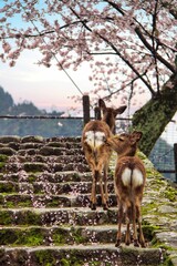 due cervi  sull'isola di Miyajima in Giappone 