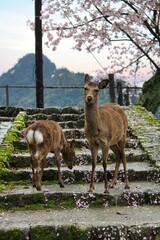due cervi sull'isola di Miyajima in Giappone 