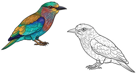 Obraz premium Indian Roller Bird Coloring Page with Full Color and Outline Styles for Avian Art