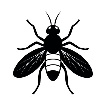 Blister Beetle Insect Silhouette Vector Illustration