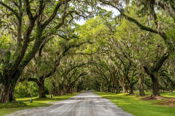 wormsloe plantation, georgia