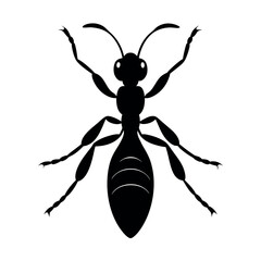 Carpet Beetle Insect Silhouette Vector Illustration