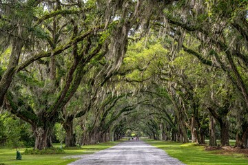 wormsloe plantation, georgia