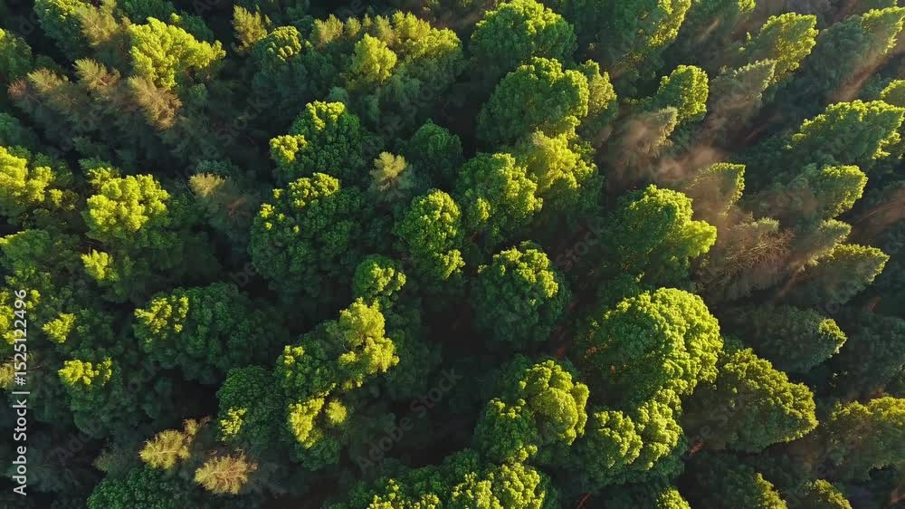 Poster exploring a lush green forest from above showcasing towering trees and vibrant foliage in the mornin