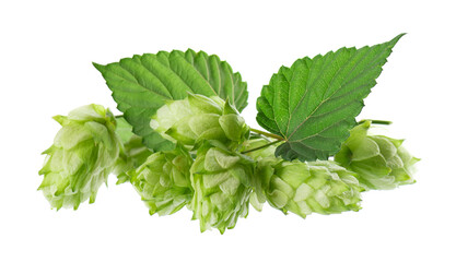 Fresh green hops branch, isolated on a white background. Hop cones with leaf. Organic Hop Flowers....