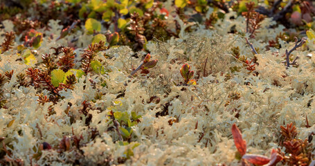 Arctic Tundra lichen moss close-up. Found primarily in areas of Arctic Tundra, alpine tundra, it is extremely cold-hardy. Cladonia rangiferina, also known as reindeer cup lichen.