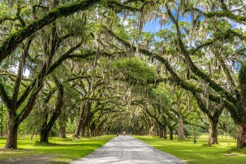 wormsloe plantation, georgia