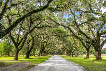 wormsloe plantation, georgia