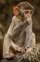 Macaques in nature. Macaques constitute a genus (Macaca) of gregarious monkeys.