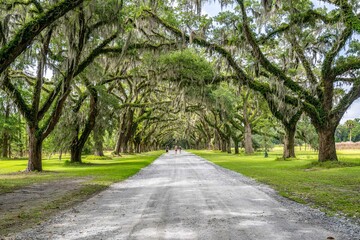 Obraz premium wormsloe historic site, savannah, georgia