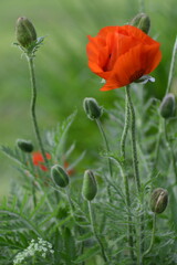 red poppy flower